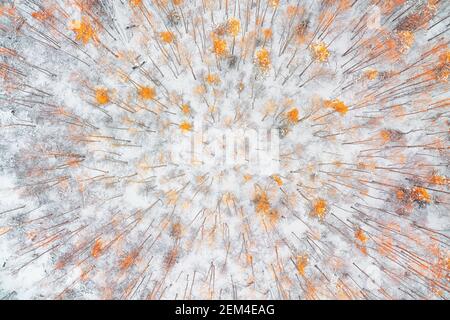 White snow covered winter forest with bright autumn colored trees top aerial view. Abstract landscape Stock Photo
