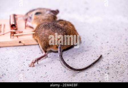 Mouse trapped in Mouse trap in the shed. Stock Photo