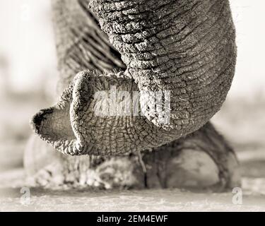 Close up of a bull elephant trunk in Okavango Delta Botswana Stock Photo