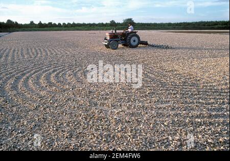 Small tractor raking and sun drying chopped cassava or manioc (Manihot esculenta) starchy root chips for carbohydrate, tapioca, Thailand Stock Photo