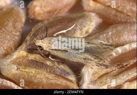 Angoumois grain moth (Sitotroga cerealella) an adult moth pest of cereal grain stores on wheat grain Stock Photo