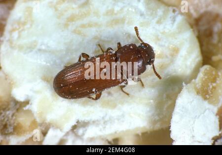 Red flour beetle (Tribolium castaneum) adult storage pest on grain detritus Stock Photo