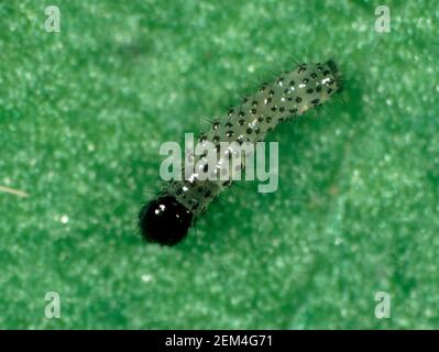 Cotton bollworm, corn earworm or old world bollworm (Helicoverpa armigera) early instar caterpillar on a leaf Stock Photo