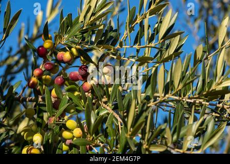 Olives in olive tree, matured for the preparation of the oil Stock Photo