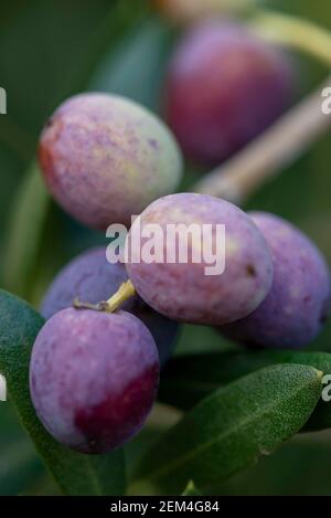 Olives in olive tree, matured for the preparation of the oil Stock Photo