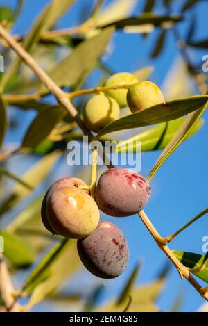 Olives in olive tree, matured for the preparation of the oil Stock Photo