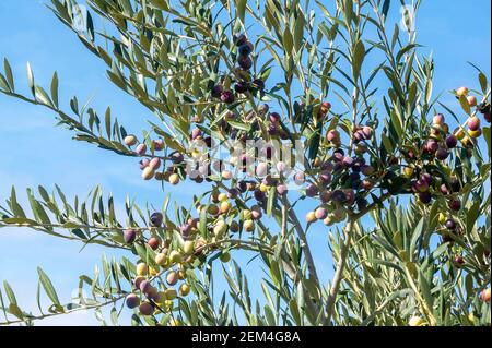 Olives in olive tree, matured for the preparation of the oil Stock Photo