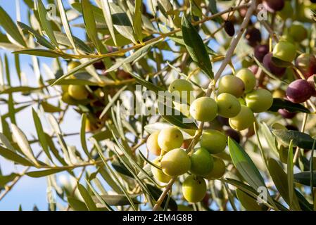 Olives in olive tree, matured for the preparation of the oil Stock Photo