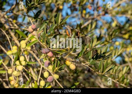 Olives in olive tree, matured for the preparation of the oil Stock Photo