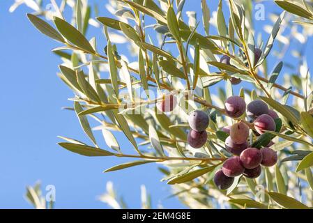 Olives in olive tree, matured for the preparation of the oil Stock Photo