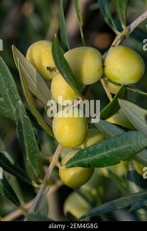 Olives in olive tree, matured for the preparation of the oil Stock Photo