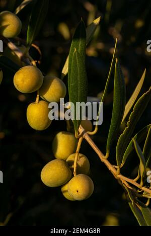 Olives in olive tree, matured for the preparation of the oil Stock Photo