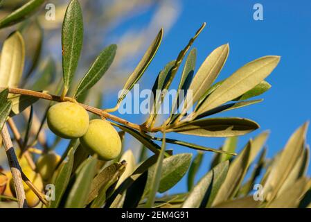 Olives in olive tree, matured for the preparation of the oil Stock Photo