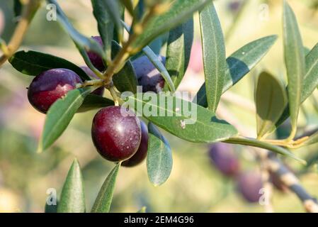 Olives in olive tree, matured for the preparation of the oil Stock Photo