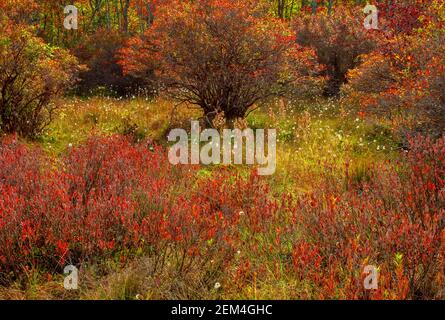 A northern bog where Highbush Blueberry is the dominant plant in Pennsylvania's Pocono Mountains. Stock Photo