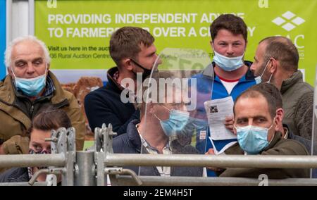 Farmers attending livestock sale during the Covid-19 Pandemic, wearing face mask protection to help prevent the spread of the virus. UK Stock Photo