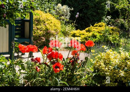 Eye-catching bright red poppies of Papaver orientale Turkenlouis growing in a mixed herbaceous bed in an English garden in June Stock Photo