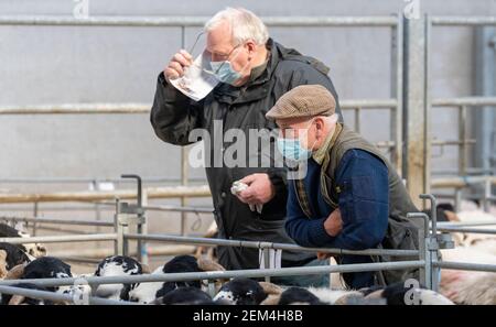 Farmers attending livestock sale during the Covid-19 Pandemic, wearing face mask protection to help prevent the spread of the virus. UK Stock Photo