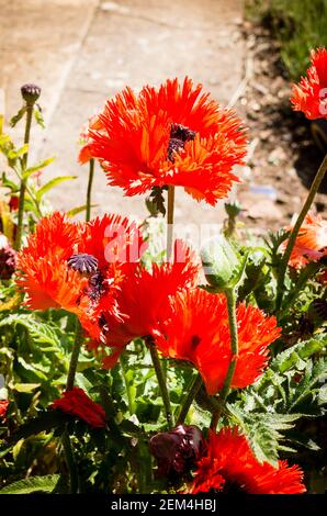 Eye-catching bright red poppies of Papaver orientale Turkenlouis growing in a mixed herbaceious bed in an English garden in June Stock Photo