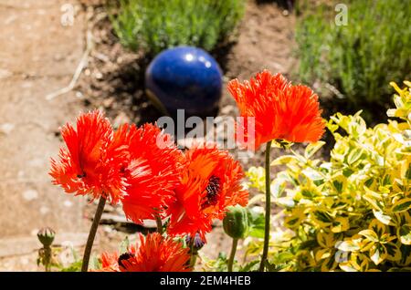 Eye-catching bright red poppies of Papaver orientale Turkenlouis growing in a mixed herbaceious bed in an English garden in June Stock Photo