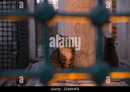 Tabby cat framed by turquoise iron bars sitting beside an Ottoman tomb at dusk, accompanied by another stray cat. Stock Photo