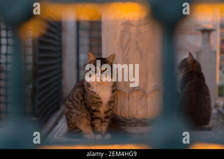 Tabby cat framed by turquoise iron bars sitting beside an Ottoman tomb at dusk, accompanied by another stray cat. Stock Photo