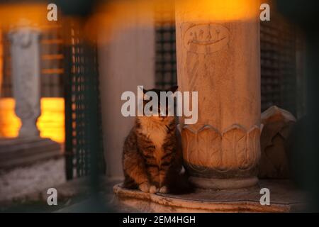 Full body portrait of a tabby cat calmly sitting with closed eyes beside an Ottoman tomb at dusk, with foreground bokeh. Stock Photo