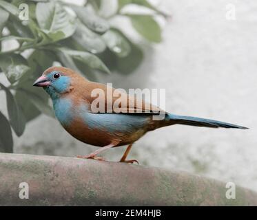 Blue waxbill bird. A decorative finch in an aviary Stock Photo