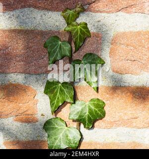 Ivy climbing on a brick wall Stock Photo