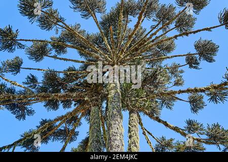 Araucaria araucana, monkey puzzle tree, monkey tail tree, pinonero, pewen or Chilean pine is an evergreen tree. Conifer standing in the Aparados da Se Stock Photo