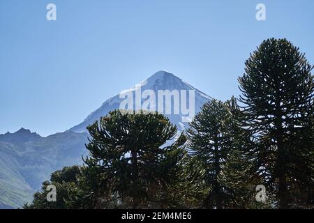 Araucaria araucana, monkey puzzle tree, monkey tail tree, pinonero, pewen or Chilean pine is an evergreen tree. Conifer in front of Volcano Lanin in A Stock Photo