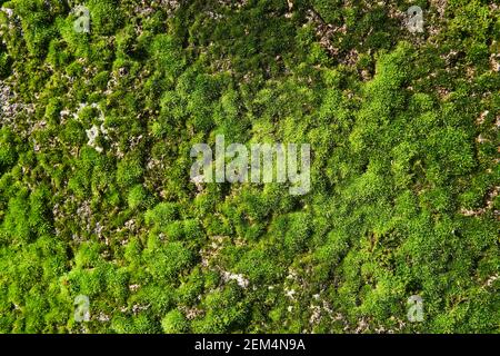 background, texture - fresh bright green moss on a concrete wall Stock Photo