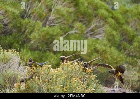 Flock of burrowing parrot, Cyanoliseus patagonus, also known as burrowing parakeet or Patagonian conure, sitting in the shrubs near the Ruta 40 in Arg Stock Photo