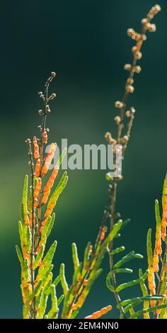 Salicornia growing in salt marshes and beach Stock Photo