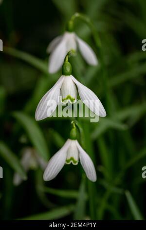 Three Snowdrop flowers in a row with focus on the centre flowerhead in February Stock Photo