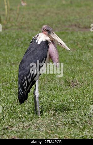 Marabou Stork (Leptoptilos crumenifer) adult standing in damp field Lake Koka, Ethiopia             April Stock Photo