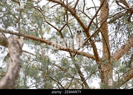 On of the six juvenile long-eared owl (Asio otus) perched in a tree of a forest Stock Photo
