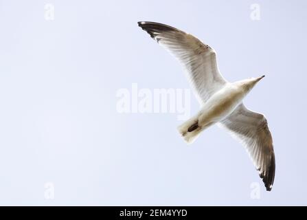 Concept free, flying, carefree ; Bird in flight, A Common Gull, Larus Canus in flight; seen from below against blue sky with copy space, Suffolk UK