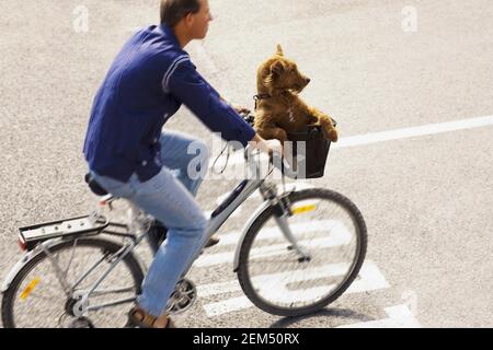 Side profile of a young man riding a bicycle with a dog sitting in a basket, Barcelona, Spain Stock Photo