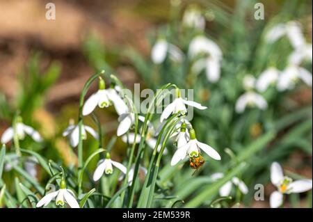 Rickling, Essex. 24th Feb 2021. Honey bees feeding on pollen from early spring snowdrops in unusually warm, sunny February weather Stock Photo