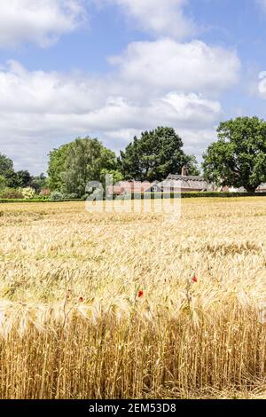 A field of barley ripening in the village of Chelsworth, Suffolk UK Stock Photo