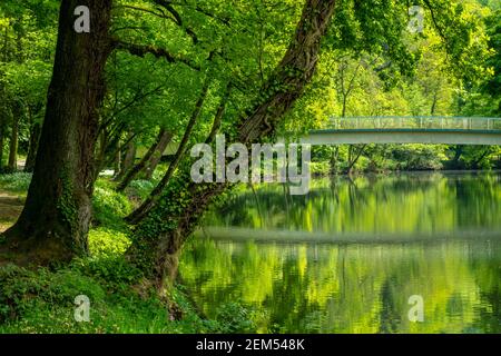 Trees in summer next to the River Derwent in Matlock Bath Derbyshire Dales Peak District England UK Stock Photo