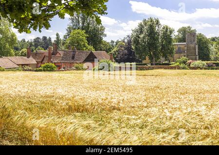 A field of barley ripening in the village of Chelsworth, Suffolk UK Stock Photo