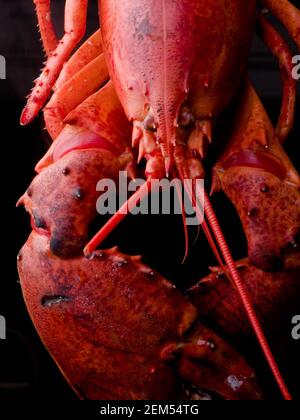 Whole cooked lobster three-quarter view of body from above isolated on black. Nephropidae Stock Photo