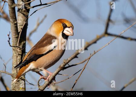 Hawfinch sits on a branch in its natural habitat. Coccothraustes coccothraustes. Stock Photo