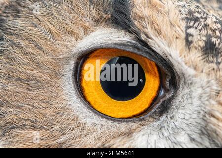 Eagle owl eye close-up, eye of the Eurasian Eagle Owl, bubo bubo. Stock Photo