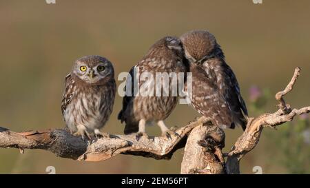 Three young Little owl, Athene noctua, stands on a stick on a beautiful background.