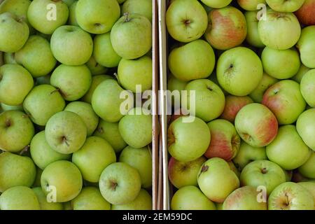 Green apples in wooden crates farmers market Stock Photo