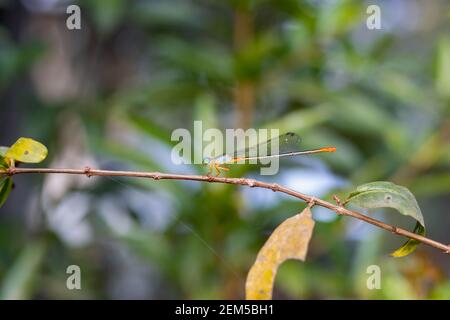 A multicolor beautiful dragonfly sitting on a pomegranate tree branch Stock Photo