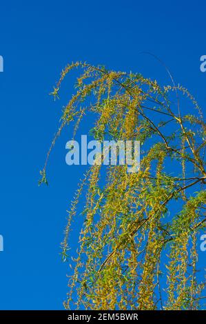 Flowering branches of a weeping willow with young leaves, salix babylonica, in early spring, on a warm sunny day against a blue sky. Stock Photo